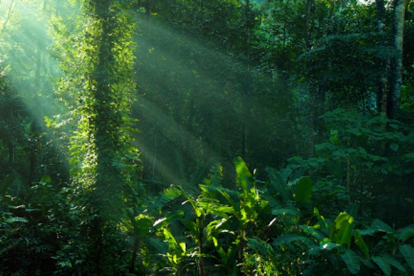 floresta_2