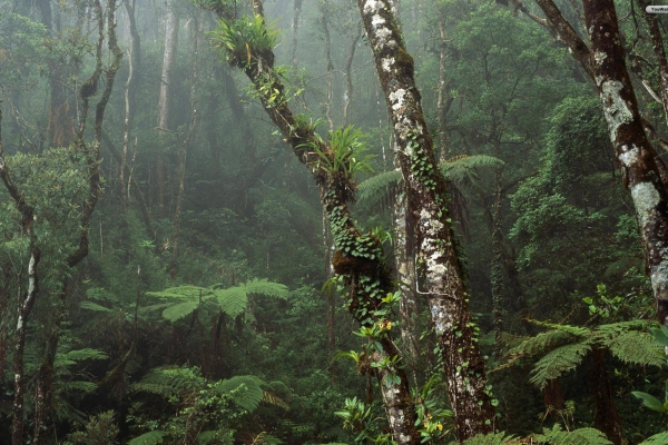 floresta_4
